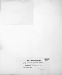 Vanderbylia fraxinea image